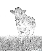 karvė Spausdinami Spalvinimo Puslapiai
